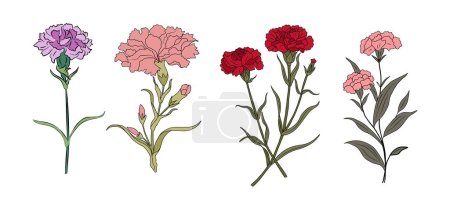 Set of Carnation January birth month flower colorful vector illustrations. Outline hand drawn design for logo, tattoo, packaging, card, wall art, poster. Colored line art isolated on white background.