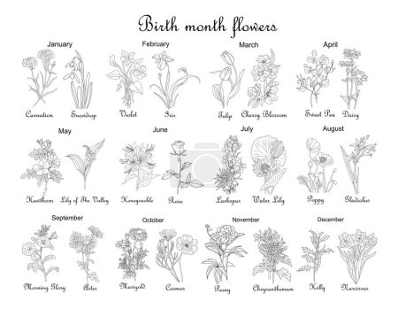 Birth month flowers line art vector illustrations. Carnation, daffodil, larkspur, honeysuckle, tulip, lilies, peony, cosmos hand drawn black ink illustrations. Modern design for jewelry, tattoo, logo.