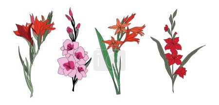 Ilustración de Gladiolus August birth month flower colorful vector illustration. Modern minimalist hand drawn design for logo, tattoo, packaging, card, wall art, poster. Colored line art isolated on white background - Imagen libre de derechos