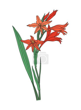 Ilustración de Gladiolus August birth month flower colorful vector illustration. Modern minimalist hand drawn design for logo, tattoo, packaging, card, wall art, poster. Colored line art isolated on white background - Imagen libre de derechos