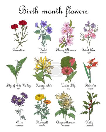 Set of Birth month flower colorful vector illustrations. Carnation, violet, cherry blossom, chrysanthemum, honeysuckle, lily of the valley, gladiolus. Modern design for jewelry, tattoo, logo, wall art