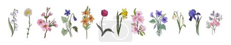 Illustrazione per Botanical set of spring floral plants. Gorgeous violet, lilies of the valley, daffodil, iris, cherry blossom, tulip and daisy flowers isolated on white background. Colorful flat vector illustration. - Immagini Royalty Free