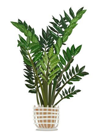 Illustration for Decorative plant Zamioculcas zamiifolia. Indoor ZZ plant vector realistic illustration. House plant in hand made modern pot. Exotic potted flower isolated botanical design element on white background. - Royalty Free Image