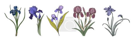 Set of Iris February birth month flower colorful vector illustrations. Modern minimalist hand drawn design for logo, tattoo, packaging, card, wall art, poster. Isolated on white background.