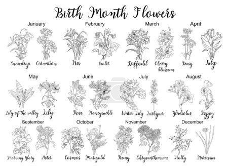 Set of flower line art vector illustrations. Carnation, daffodil, larkspur, honeysuckle, tulip, lilies, peony, cosmos hand drawn black ink illustrations. Birth month flowers for jewelry, tattoo, logo