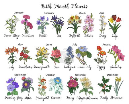 Set of birth month flowers colorful vector illustrations on white background. Daisy, rose, larkspur, chrysanthemum, aster, violet, holly, carnation hand drawn design for logo, tattoo, packaging.