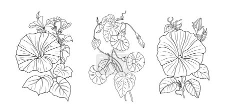 Illustration for Set of Morning Glory line art drawings. September birth month flower Petunia. Hand drawn monochrome black ink outline vector illustrations isolated on white background for tattoo, logo, wall art. - Royalty Free Image