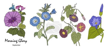 Illustration for Set of Morning Glory, September birth month flower colorful illustrations. Petunia botanical hand drawn design for logo, tattoo, packaging, card, wall art. Vector isolated on white background. - Royalty Free Image