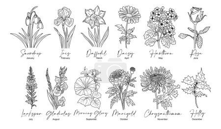 Set of flower line art vector illustrations. Snowdrop, daffodil, larkspur, rose, daisy, hawthorn, chrysanthemum, iris hand drawn black ink illustrations. Birth month flowers for jewelry, tattoo, logo.