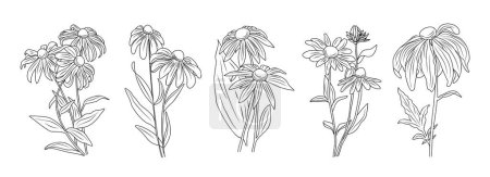 Illustration for Set Black-eyed Susan flowers with leaves and buds line art vector botanical illustrations isolated on white background. Contour Rudbeckia flower design for logo, tattoo, wall art, branding, packaging. - Royalty Free Image