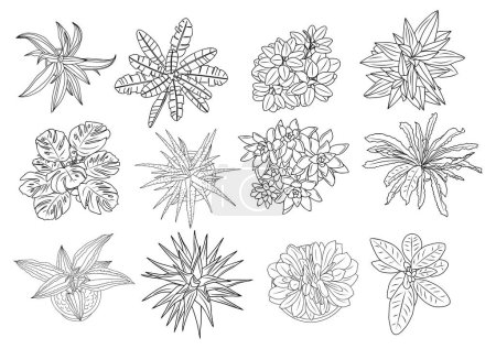 Set of different house plants top view. Cactus, aloe, monstera, palms black line art icons for landscape, architectural, interior design. Hand drawn Vector sketch isolated on white background.