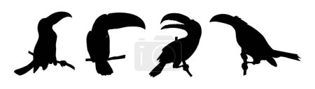 Téléchargez les illustrations : Ensemble de silhouettes noires de toucan. Illustration vectorielle monochrome d'oiseaux exotiques tropicaux isolés sur fond blanc. Icône, logo, clipart. - en licence libre de droit