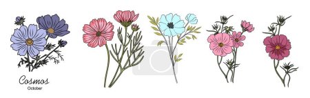 Set of Cosmos, October birth month flowers, hand drawing, colored outline, icon, Modern design for logo, tattoo, wall art, branding, packaging. Vector illustration isolated on white background.