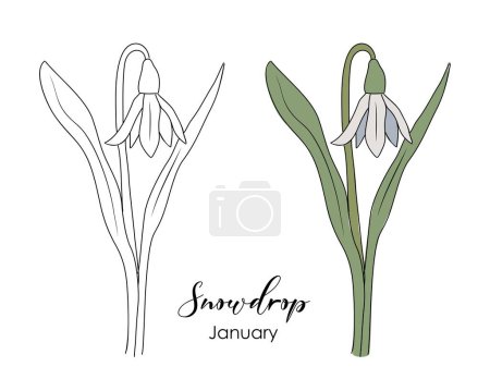 Botanical drawing of Snowdrop January birth month flower. Colored and black hand drawn sketch vector illustration isolated on white background. Perfect for wall art, card, tattoo, logo, packaging.