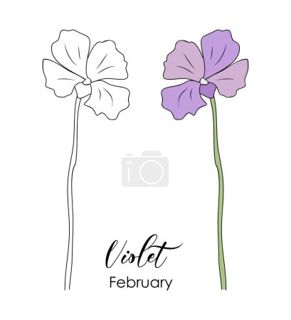 Botanical drawing of Violet February birth month flower. Viola Colored and black hand drawn sketch vector illustration isolated on white background for wall art, card, tattoo, logo, packaging.