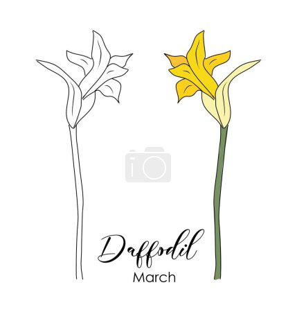 Botanical drawing of Daffodil March birth month flower. Narcissus Colored and black hand drawn sketch vector illustration isolated on white background for wall art, card, tattoo, logo, packaging.
