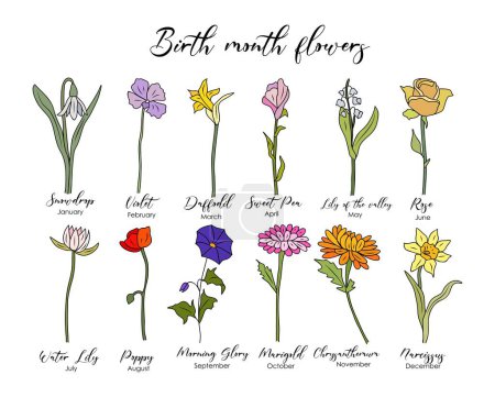 Set of Birth month flowers colored line art vector illustrations. Snowdrop, daffodil, rose, lily of the valley, violet, poppy, morning glory, marigold black ink drawings for tattoo, logo, wall art.