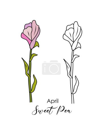Botanical drawing of Sweet Pea, April birth month flower. Narcissus Colored and black hand drawn sketch vector illustration isolated on white background for wall art, card, tattoo, logo, packaging.