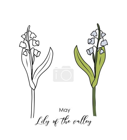 Botanical drawing of Lily of the Valley, May birth month flower. Colored and black hand drawn sketch vector illustration isolated on white background for wall art, card, tattoo, logo, packaging.