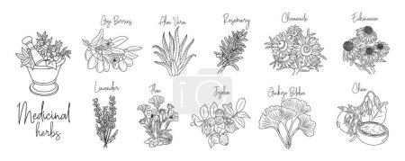 Set of medicinal, cosmetic herbs with mortar, pestle. Vector drawings isolated on white. Chamomile, ginkgo biloba, echinacea, cheea, flax, goji berries, jojoba, aloe vera for labels, packaging.