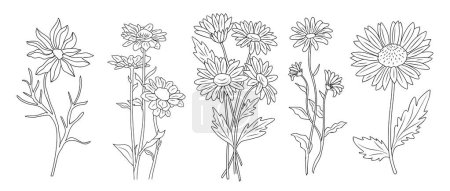 Set of Daisy, April Birth Month flower line art vector botanical illustrations. Spring Blooms with leaves hand drawn black ink sketches collection. Modern design for logo, tattoo, wall art, packaging.