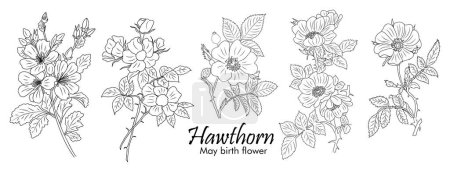 Set of Hawthorn, May Birth Month flower line art vector botanical illustrations. Spring Blooms with leaves hand drawn black ink sketches collection. Modern design for logo, tattoo, wall art, packaging