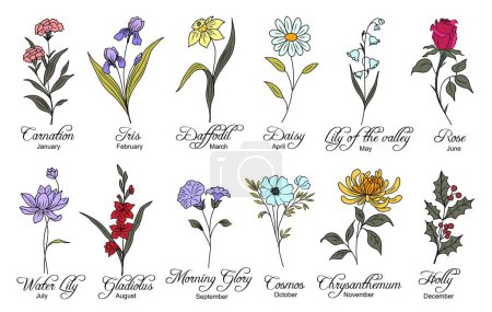 Set of birth month flowers colorful vector illustrations isolated. Carnation, daffodil, daisy, morning glory, chrysanthemum, cosmos, holly hand drawn design for logo, tattoo, wall art.