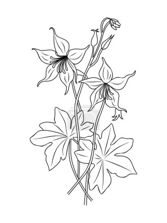 Aquilegia ou Columbine fleurs ligne art vecteur illustration botanique. Fleurs sauvages dessinées à la main croquis à l'encre noire. Design moderne pour logo, tatouage, art mural, emballage, étiquetage.
