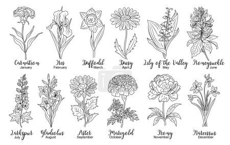 Illustration for Set of flower line art vector. Carnation, daffodil, larkspur, lily of the valley, iris, gladiolus, aster, marigold hand drawn black ink drawings. Birth month flowers for jewelry, tattoo, logo design. - Royalty Free Image