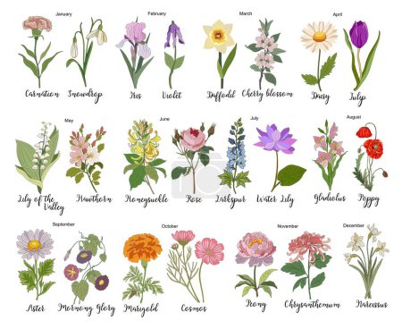 Illustration for Set of Birth month flowers colored line art vector illustrations. Carnation, iris, daffodil, daisy, lily of the valley, violet, gladiolus, aster, marigold drawings for tattoo, logo, wall art. - Royalty Free Image