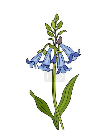 Téléchargez les illustrations : Bluebells fleurs sauvages vecteur illustration colorée. Schéma botanique coloré, clipart. Isolé sur fond blanc. - en licence libre de droit