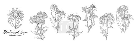 Set Black-eyed Susan flowers with leaves and buds line art vector botanical illustrations on white background. Contour Rudbeckia flower design for logo, tattoo, wall art, branding, packaging.