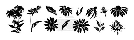 Conjunto de Susan de ojos negros, flores Rudbeckia y hojas siluetas. Elementos de diseño floral dibujado a mano, iconos, formas. Ilustraciones en blanco y negro aisladas sobre fondo transparente.