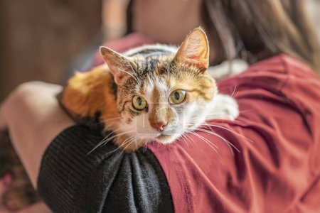 Asustado tricolor gato en manos de chica voluntaria. Refugio para animales sin hogar concepto