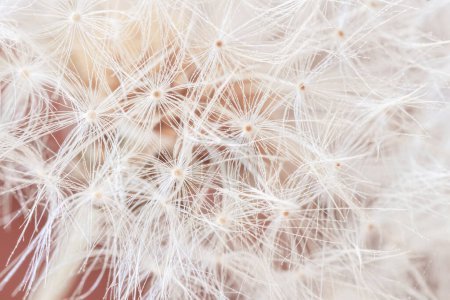 Foto de Primer plano de flor de diente de león esponjosa. Fondo suave natural, enfoque selectivo - Imagen libre de derechos