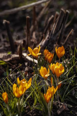 Orangefarbene Krokusse blühen in natürlicher Umgebung auf einer Waldlichtung im Frühling