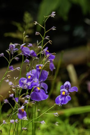 Gracieuses fleurs violettes lumineuses d'Utricularia, floraison de plantes carnivores en gros plan