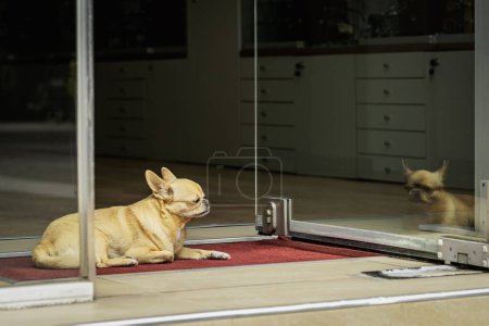 Lustiger kleiner Chihuahua-Hund wartet treuherzig am Eingang zum Geschäft auf sein Herrchen