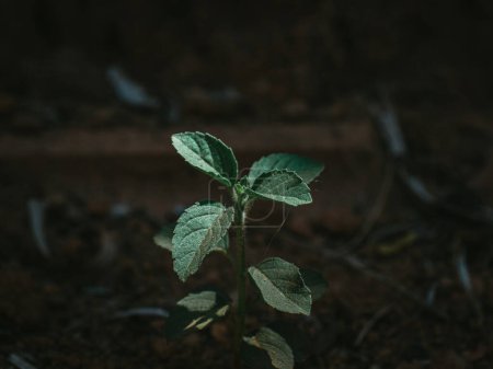 Foto de The Isolated Closeup of the plant Holy basil aka Tulsi in Indian Terms. Enfoque selectivo. - Imagen libre de derechos
