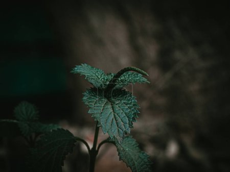 Foto de Cabeza de planta aislada de una planta enana llamada ortiga pequeña. Enfoque selectivo - Imagen libre de derechos