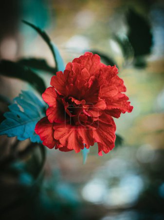 Foto de Moody green Primer plano de la flor roja de la planta Shoeblack. Enfoque selectivo. - Imagen libre de derechos