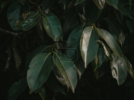 Foto de Bug comía hojas de una planta de bayas silvestres. Enfoque selectivo. - Imagen libre de derechos