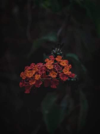 Selectively focused Closeup of West Indian Lantana Flowers, Abstract, Moody Dark.