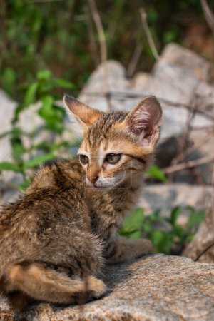 Foto de Gato curioso, felino feliz, vida silvestre natural, pequeño a mediano, retrato al aire libre. - Imagen libre de derechos