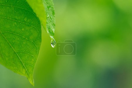 Photo for Nature of green leaves in garden at summer with sunlight. Natural green leaf plants using as spring background environment ecology or greenery wallpaper. - Royalty Free Image