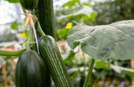 Photo for A fresh cucumber still on the plant - Royalty Free Image