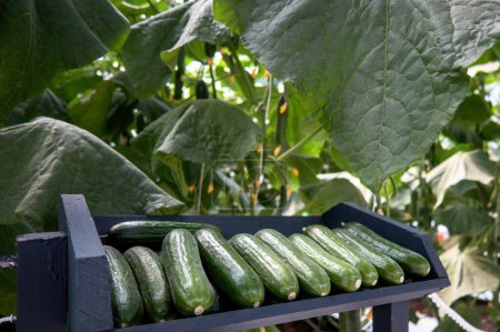 Photo for A fresh greenhouse cucumbers on counter for market - Royalty Free Image