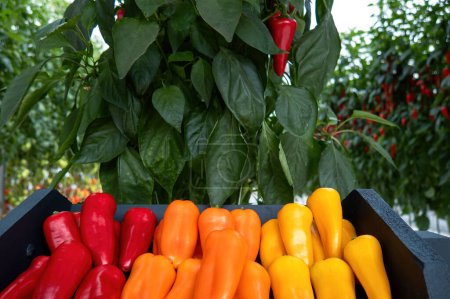 Photo for A fresh sweet yellow, orange and red bell peppers, colorful. Copy space - Royalty Free Image