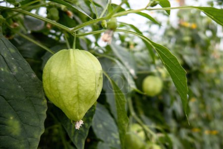 Photo for A Close up of a tomatillo fruit off of vine in a garden. - Royalty Free Image
