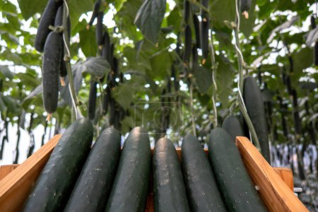Photo for A fresh greenhouse cucumbers on counter for market - Royalty Free Image